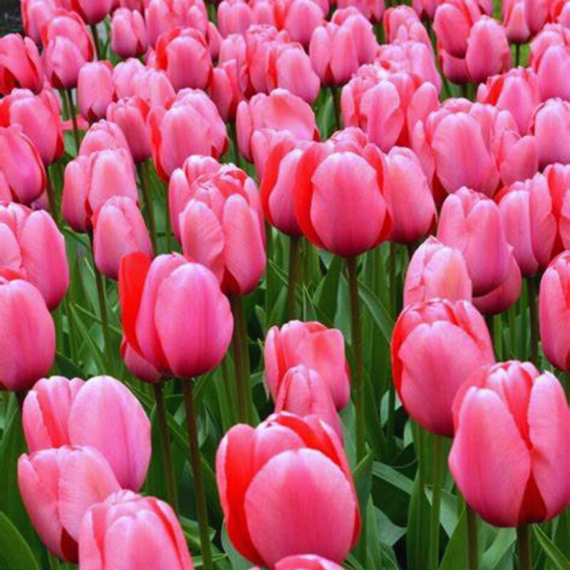 50 Pink Impression Tulip Bulbs - Image 3