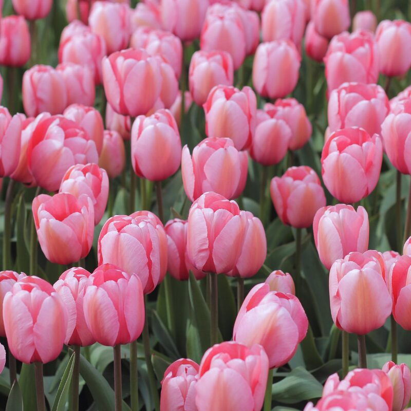 50 Pink Impression Tulip Bulbs - Image 2