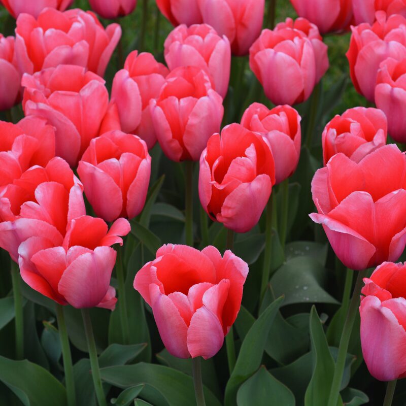 50 Pink Impression Tulip Bulbs