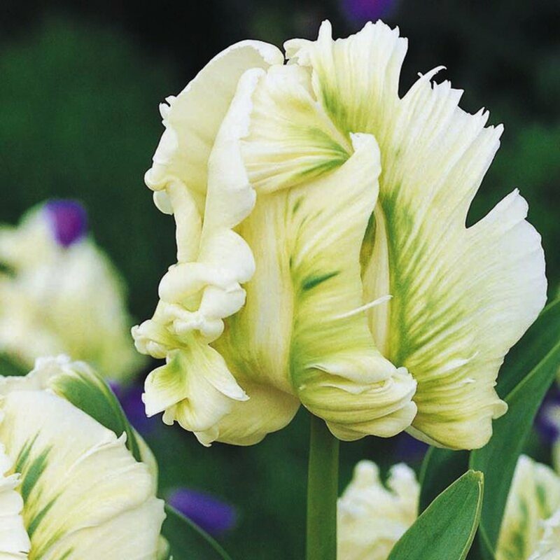 10 Super Parrot Tulip Bulbs for Your Garden, Patio - Image 4