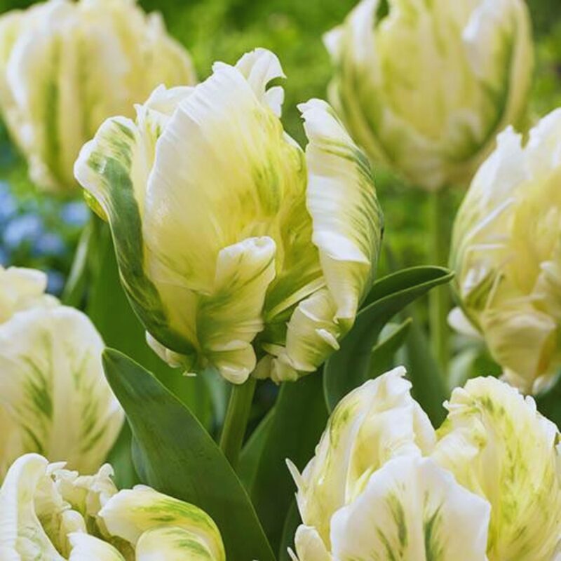 10 Super Parrot Tulip Bulbs for Your Garden, Patio - Image 2