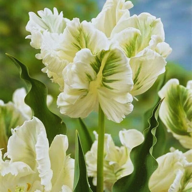 10 Super Parrot Tulip Bulbs for Your Garden, Patio