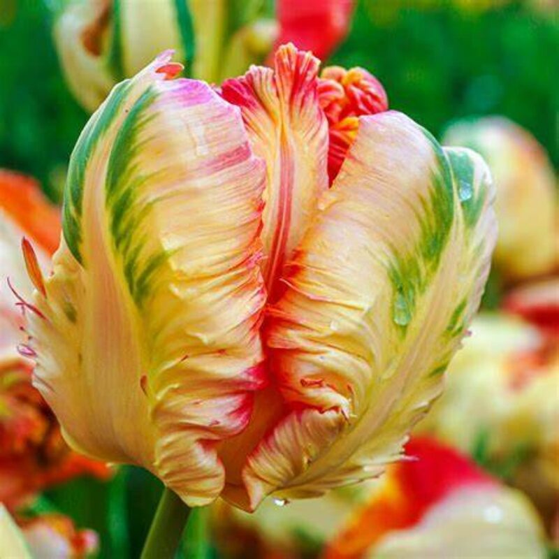 20 Apricot Parrot Tulip Bulbs - Image 4