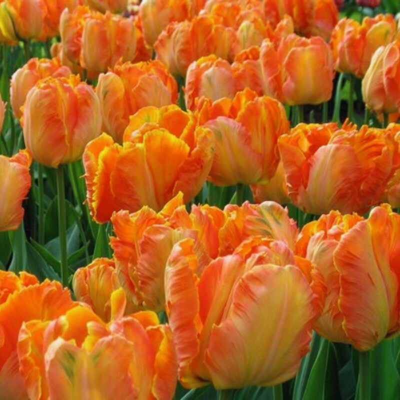 20 Apricot Parrot Tulip Bulbs