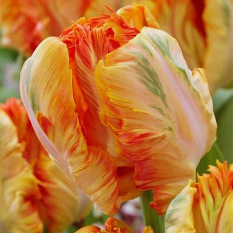 10 Apricot Parrot Tulip Bulbs for Spring Planting - Image 2