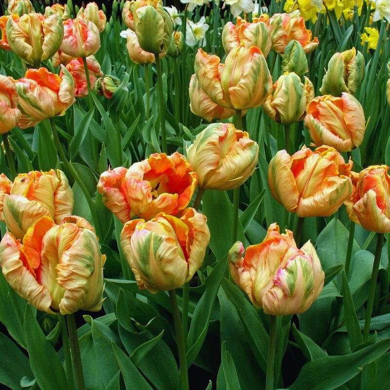 10 Apricot Parrot Tulip Bulbs for Spring Planting