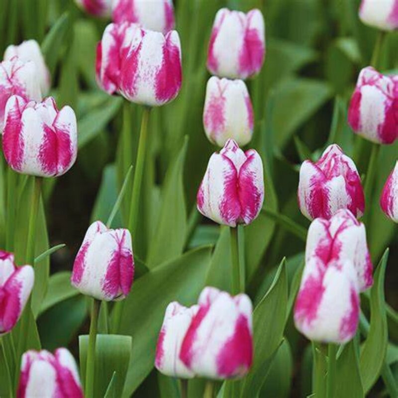 20 Pink and White Rembrandt Tulip Bulbs