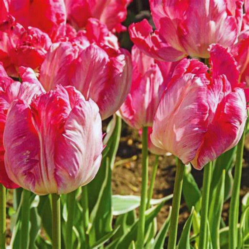 20 Pink and Silver Parrot Tulip Bulbs - Image 3