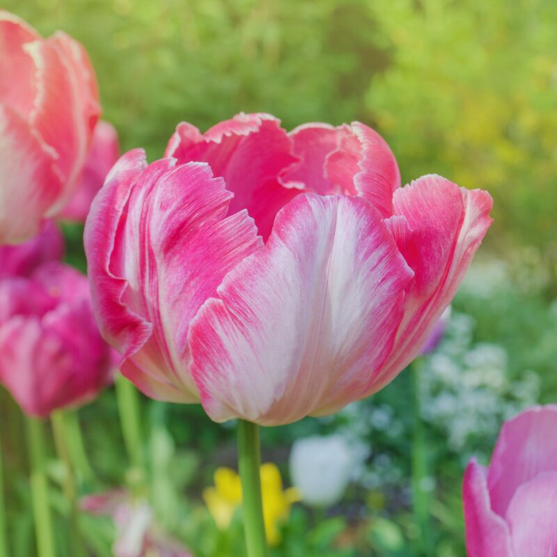 20 Pink and Silver Parrot Tulip Bulbs - Image 2