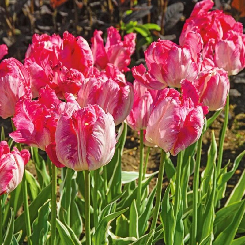 20 Pink and Silver Parrot Tulip Bulbs