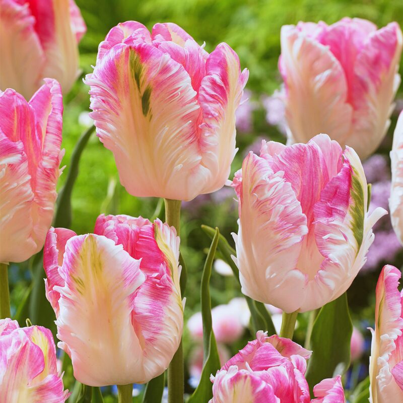 10 Pink and Silver Parrot Tulip Bulbs - Easy to Grow, Large Bulbs for Spring Planting 2024