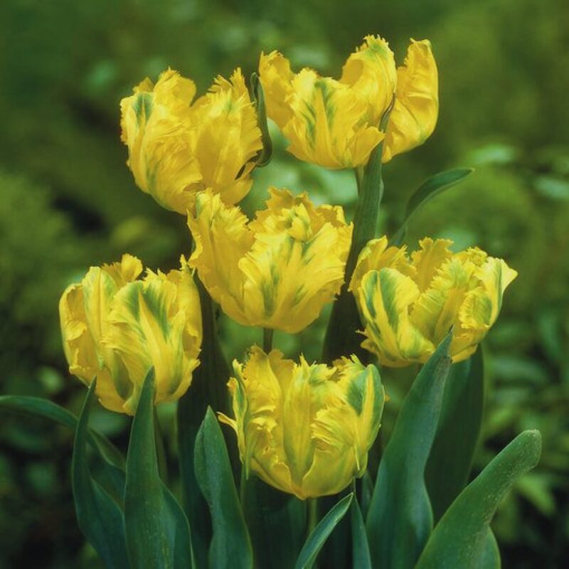 40 Golden Parrot Tulip Bulbs - Image 2