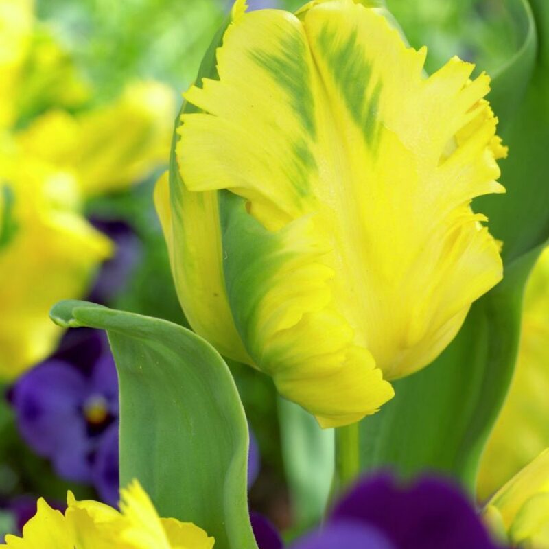 40 Golden Parrot Tulip Bulbs