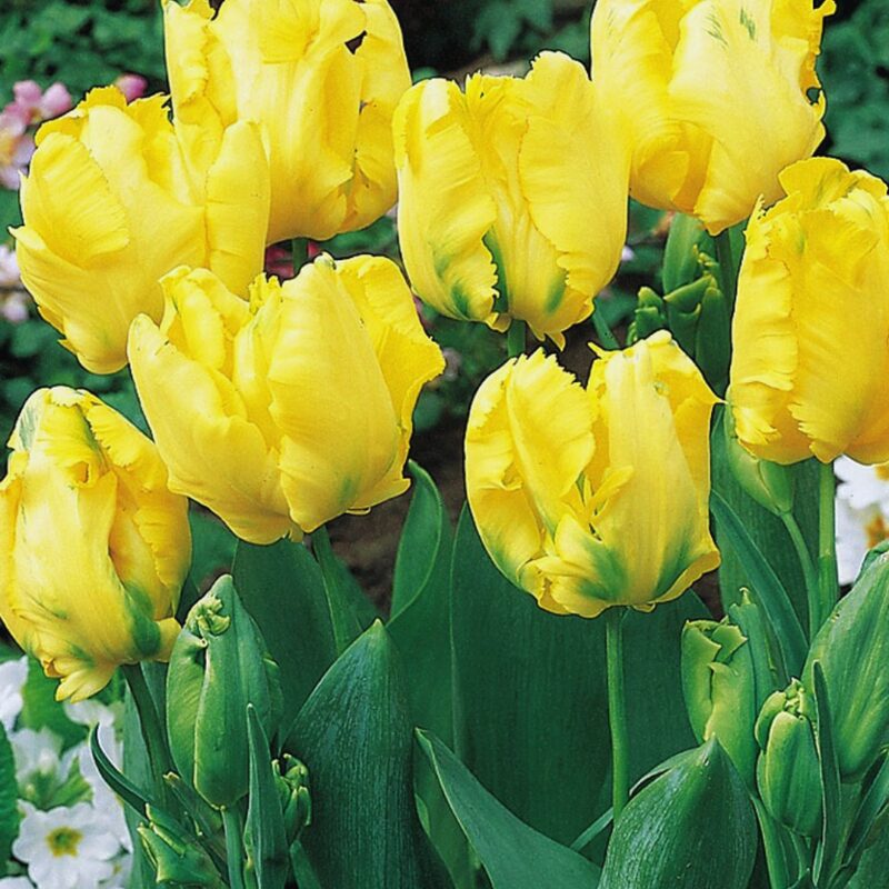 20 Golden Parrot Tulip Bulbs - Image 4