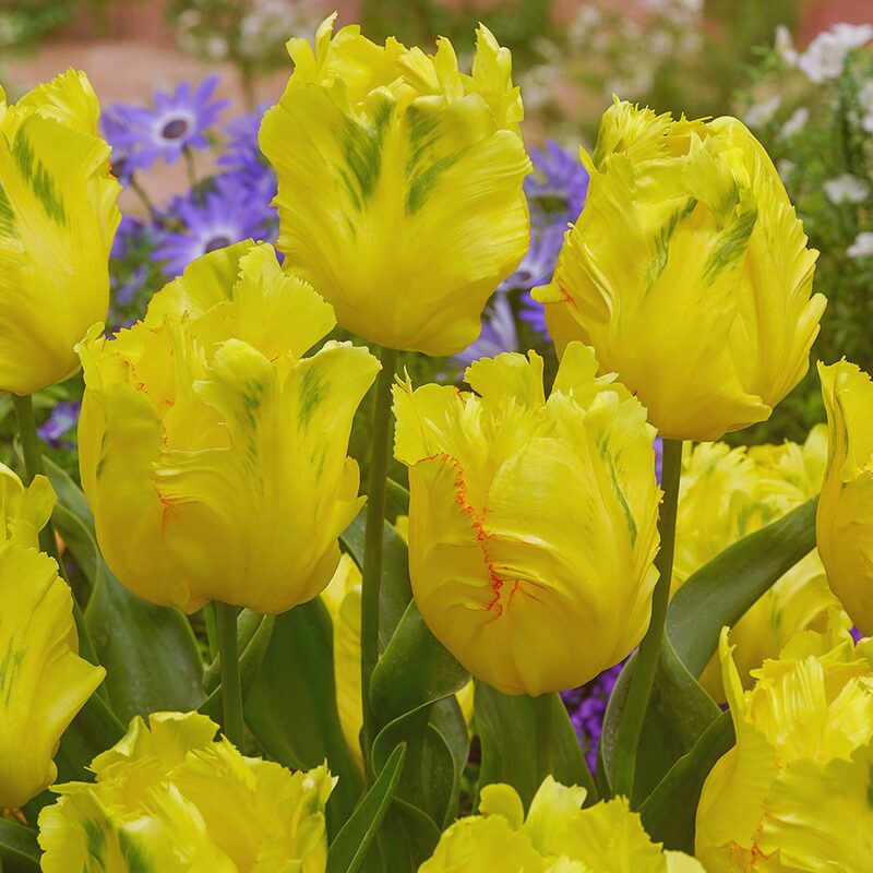 20 Golden Parrot Tulip Bulbs
