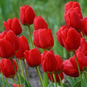 Alternative view of 30 Red Tulip Bulbs