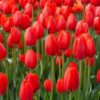 20 Red Tulip Bulbs