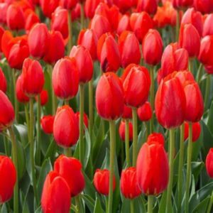 20 Red Tulip Bulbs