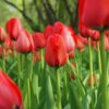 20 Red Tulip Bulbs for Planting Garden
