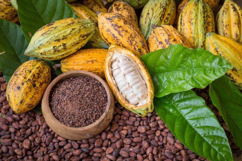 2 Big Theobroma Cocoa Cacao Fruits Tree Beans – Raw Fresh Fruit