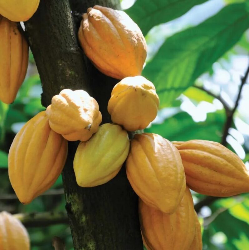 2 Big Theobroma Cocoa Cacao Fruits Tree Beans – Raw Fresh Fruit - Image 4