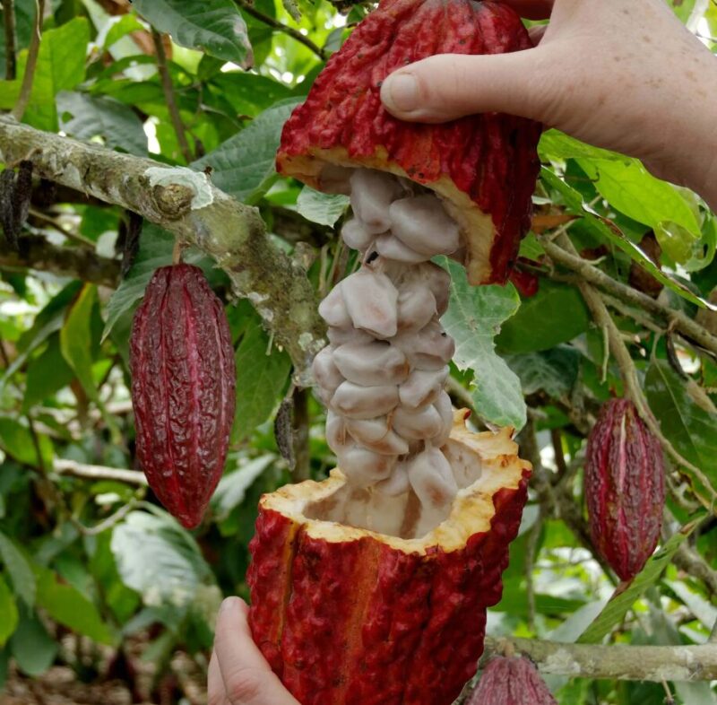 2 Big Theobroma Cocoa Cacao Fruits Tree Beans – Raw Fresh Fruit - Image 3