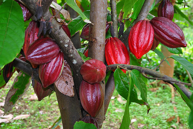 2 Big Theobroma Cocoa Cacao Fruits Tree Beans – Raw Fresh Fruit - Image 5