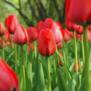 Alternative view of Red Tulip Bulbs, 20 Large Bulbs, Flower Bulbs