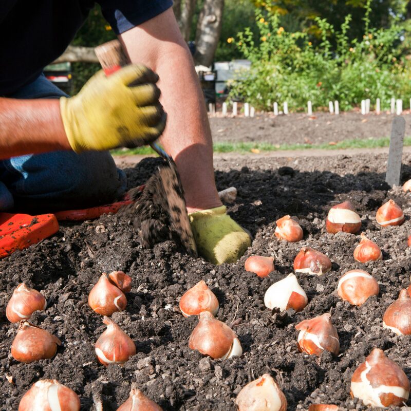 100 Red and Yellow Rembrandt Tulip Bulbs - Image 6