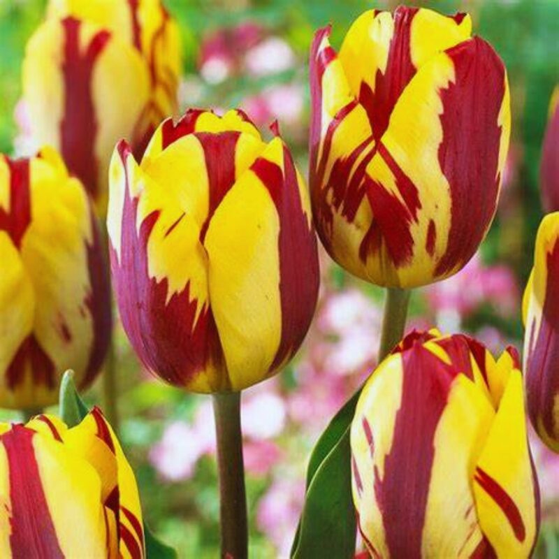 100 Red and Yellow Rembrandt Tulip Bulbs - Image 2