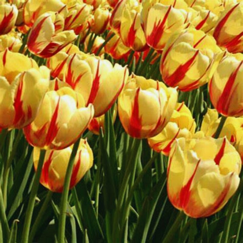 50 Red and Yellow Rembrandt Tulip Bulbs