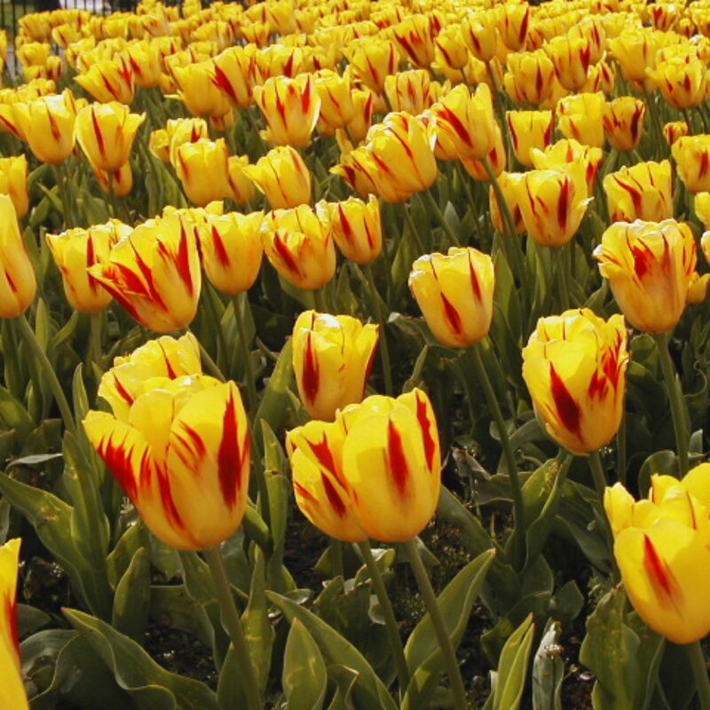 10 Red and Yellow Rembrandt Tulip Bulbs - Image 4
