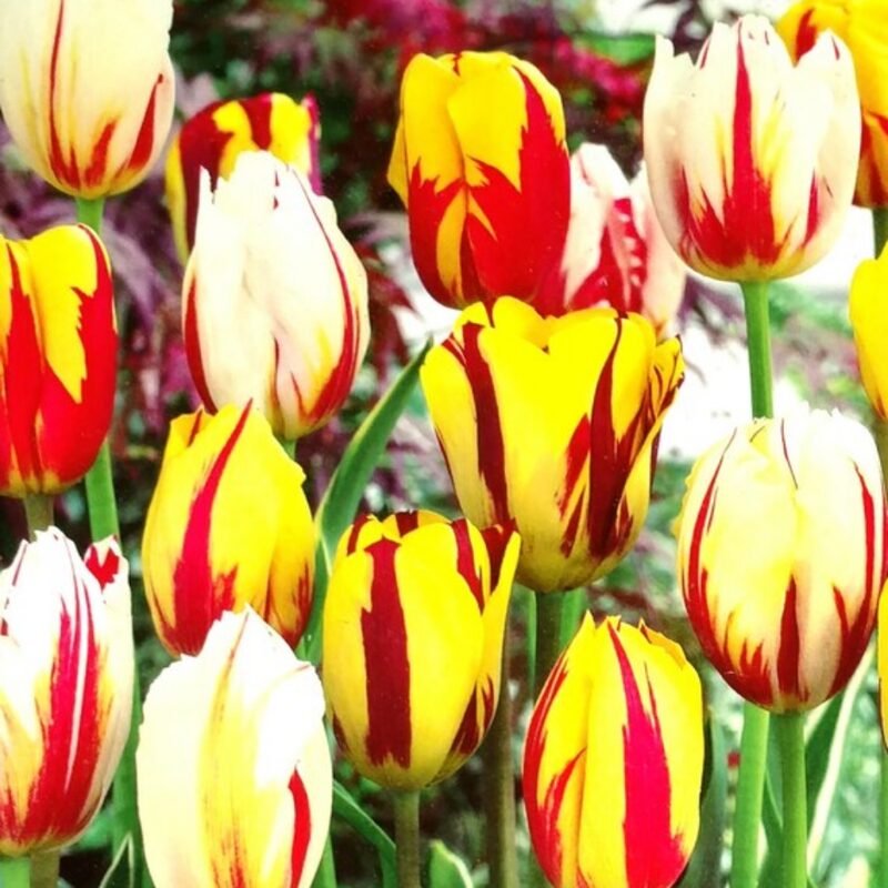 10 Red and Yellow Rembrandt Tulip Bulbs - Image 2