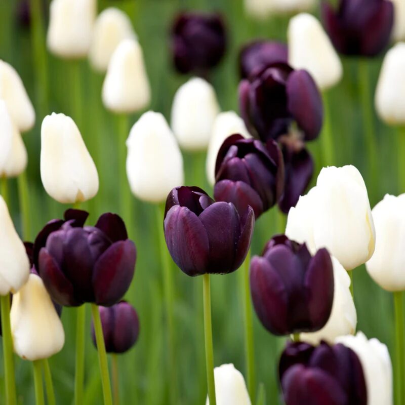 50 Black and White Tulip Bulbs - Image 4