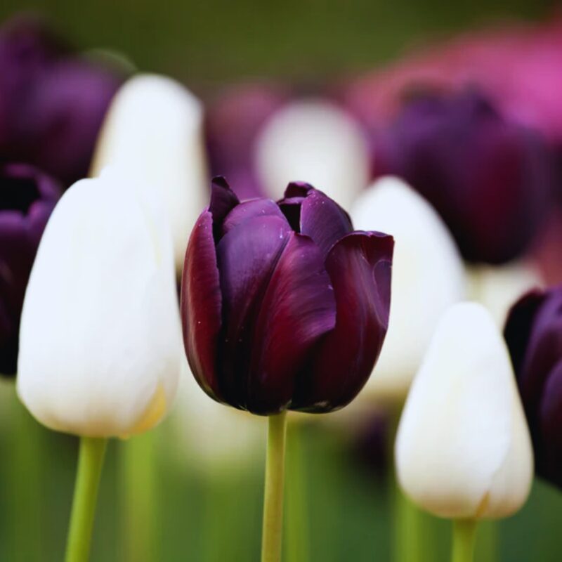 50 Black and White Tulip Bulbs - Image 2