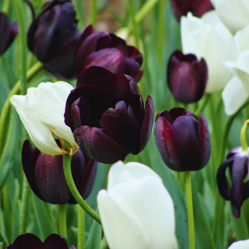 50 Black and White Tulip Bulbs