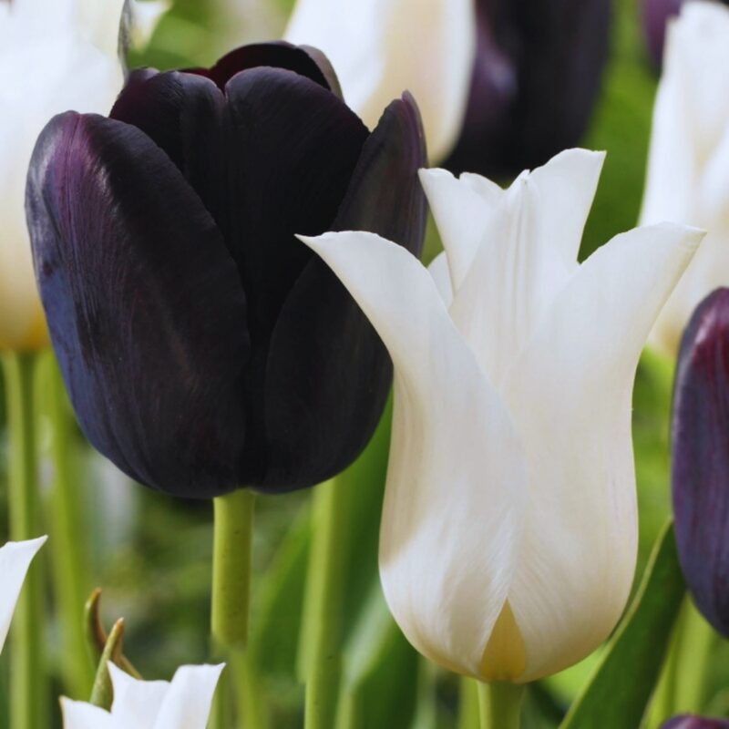 20 Black and White Tulip Bulbs - Image 4