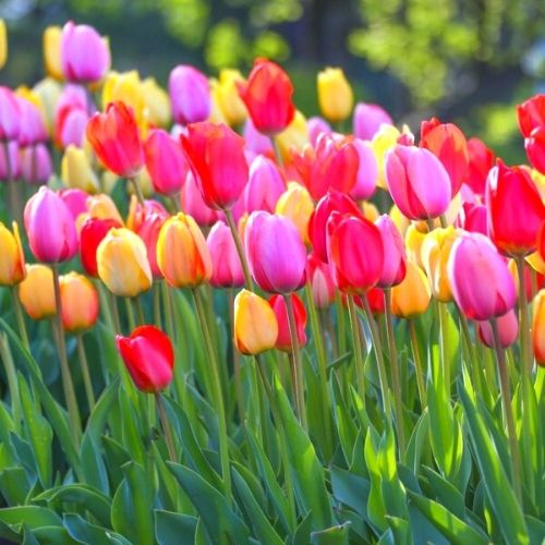 10 Mix Tulip Bulbs, Large Bulbs - Image 5