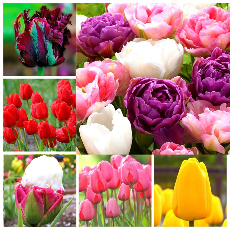 10 Mix Tulip Bulbs, Large Bulbs - Image 3