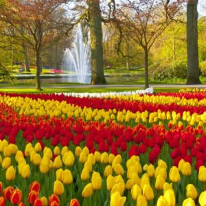 10 Mix Tulip Bulbs, Large Bulbs