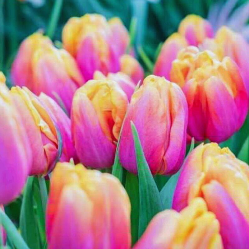 5 Pink Passion Tulip Bulbs