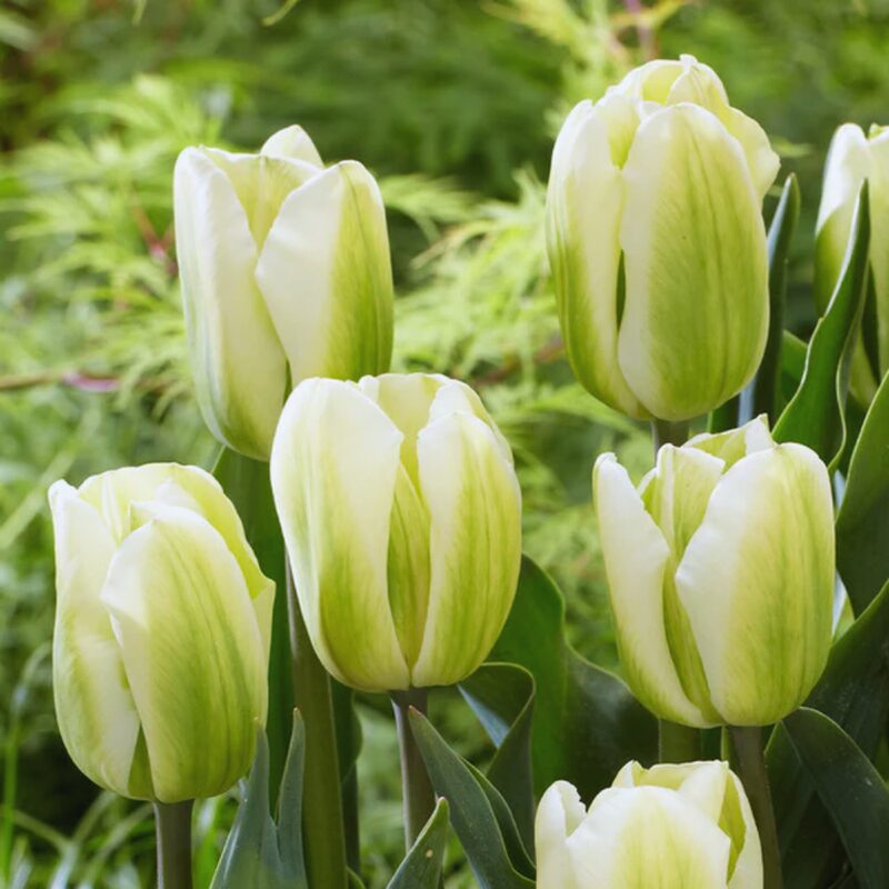 20 Green and White Tulip Bulbs, Large Bulbs - Image 4