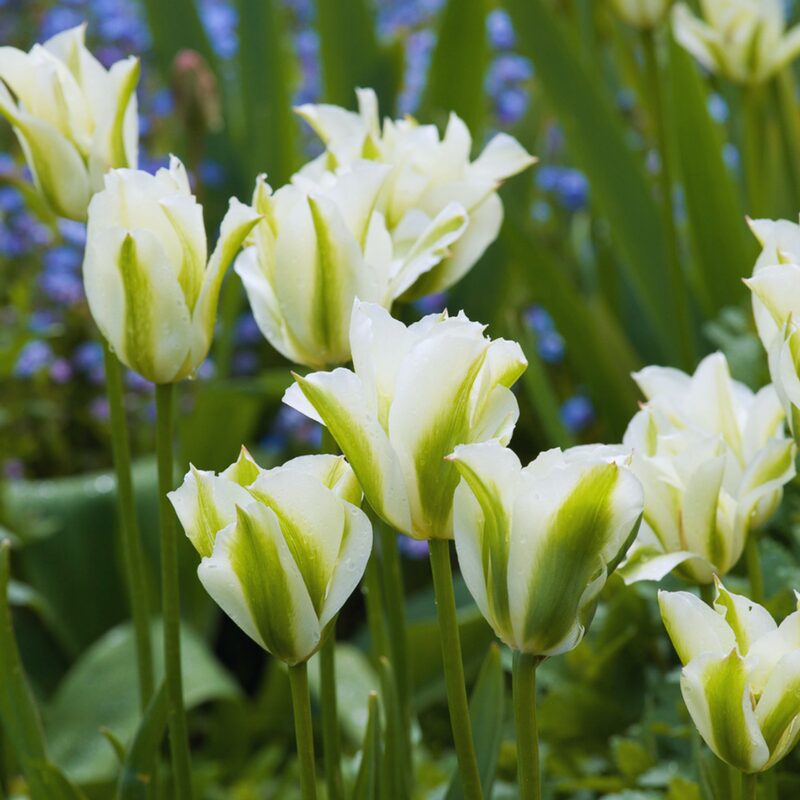 20 Green and White Tulip Bulbs, Large Bulbs - Image 2
