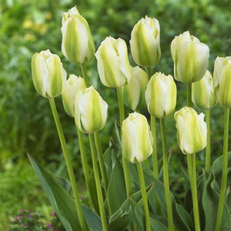 20 Green and White Tulip Bulbs, Large Bulbs
