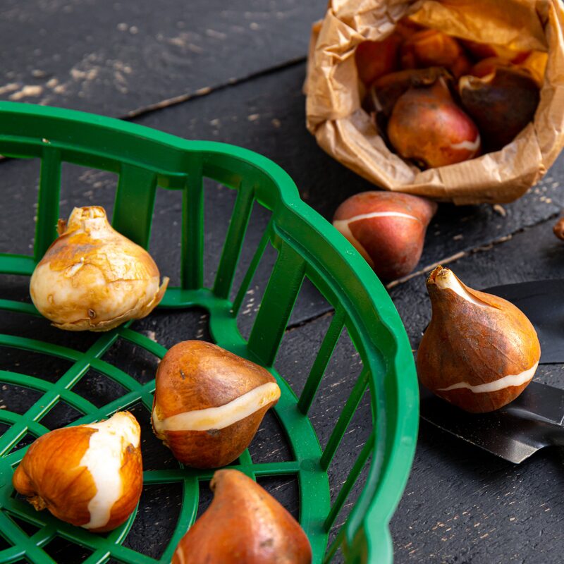 20 Green and White Tulip Bulbs - Image 5