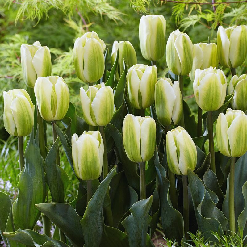10 Green and White Tulip Bulbs, Large Bulbs