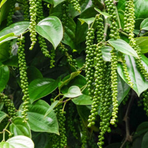 2 Piper Nigrum Black Pepper Live Plants, 4 to 7 Inches Tall