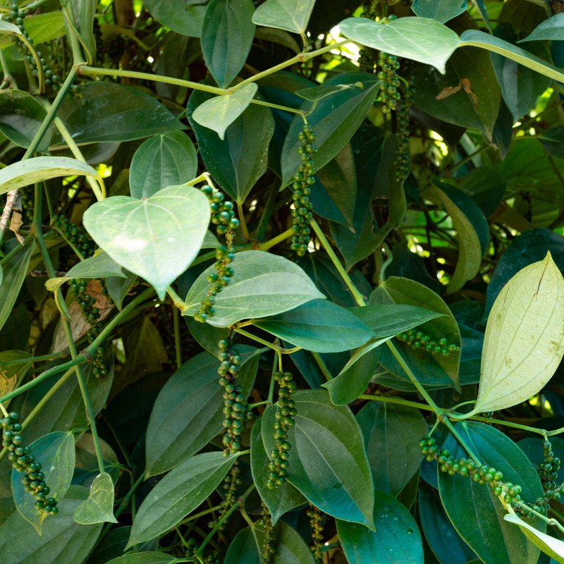 2 Black Pepper Plants Live, Piper Nigrum Plants, 4 to 6 Inches Tall - Image 5