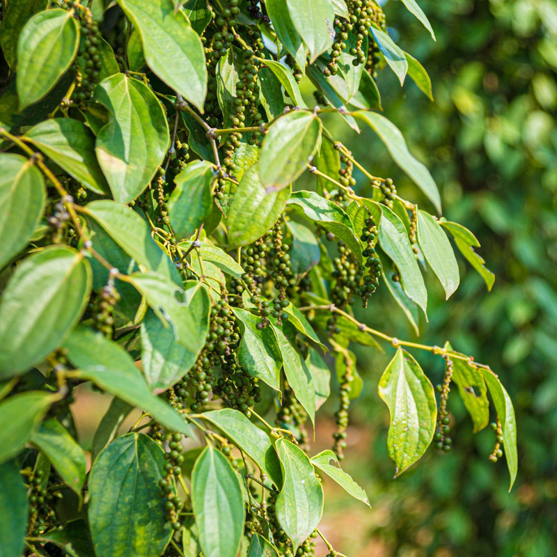 2 Black Pepper Plants Live, Piper Nigrum Plants, 4 to 6 Inches Tall - Image 2