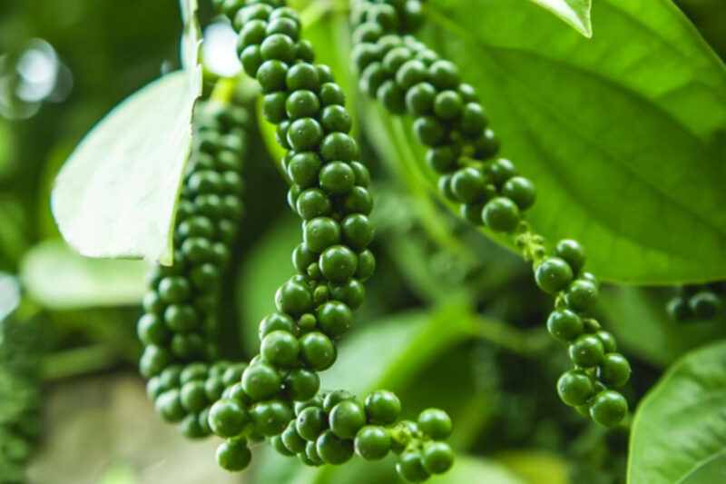 2 Black Pepper Plants Live, Piper Nigrum Plants, 4 to 6 Inches Tall